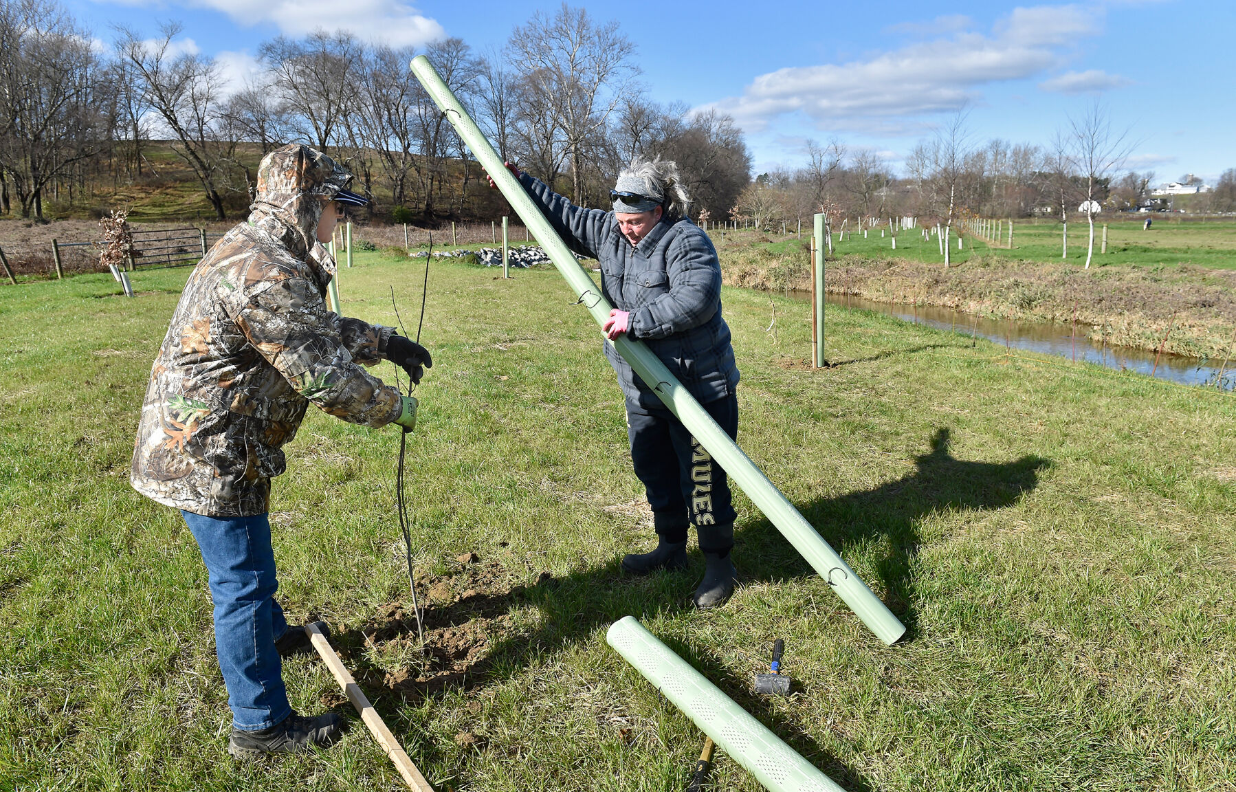 Vet Trees 8.jpg